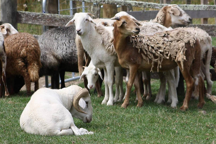 Damara Lambs