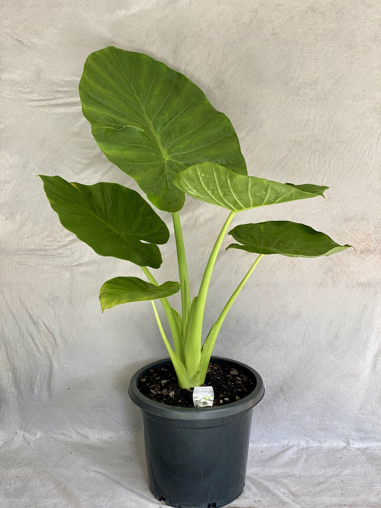 Alocasia Calidora Dwarf