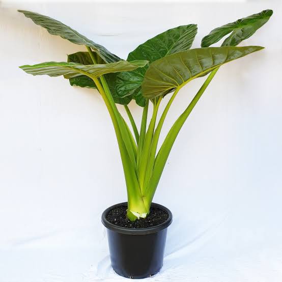 Alocasia Calidora Dwarf