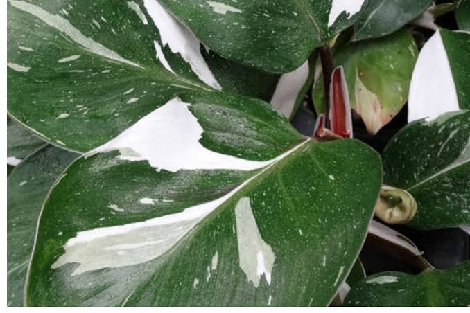 Philodendron White Knight