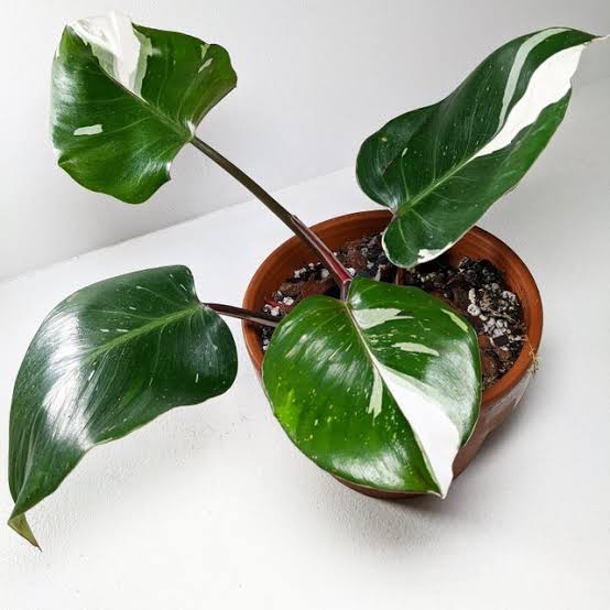 Philodendron White Knight