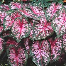 Caladium "Carolyn Whorton"