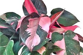 Philodendron Pink Princess