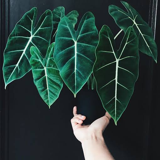 Alocasia Green Velvet