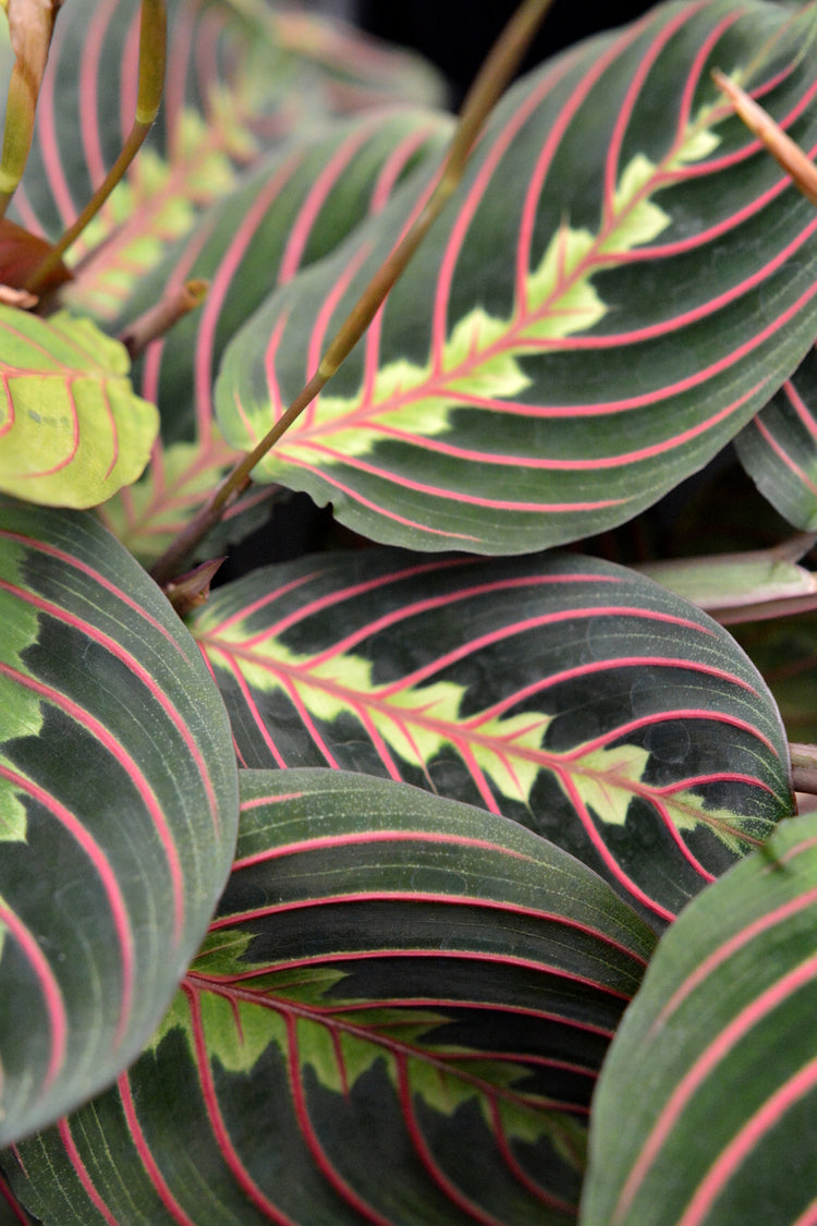 Maranta Erythroneura [Ready Mid August]