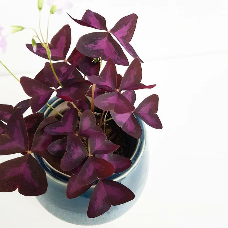 Oxalis Triangularis Bulb x 1