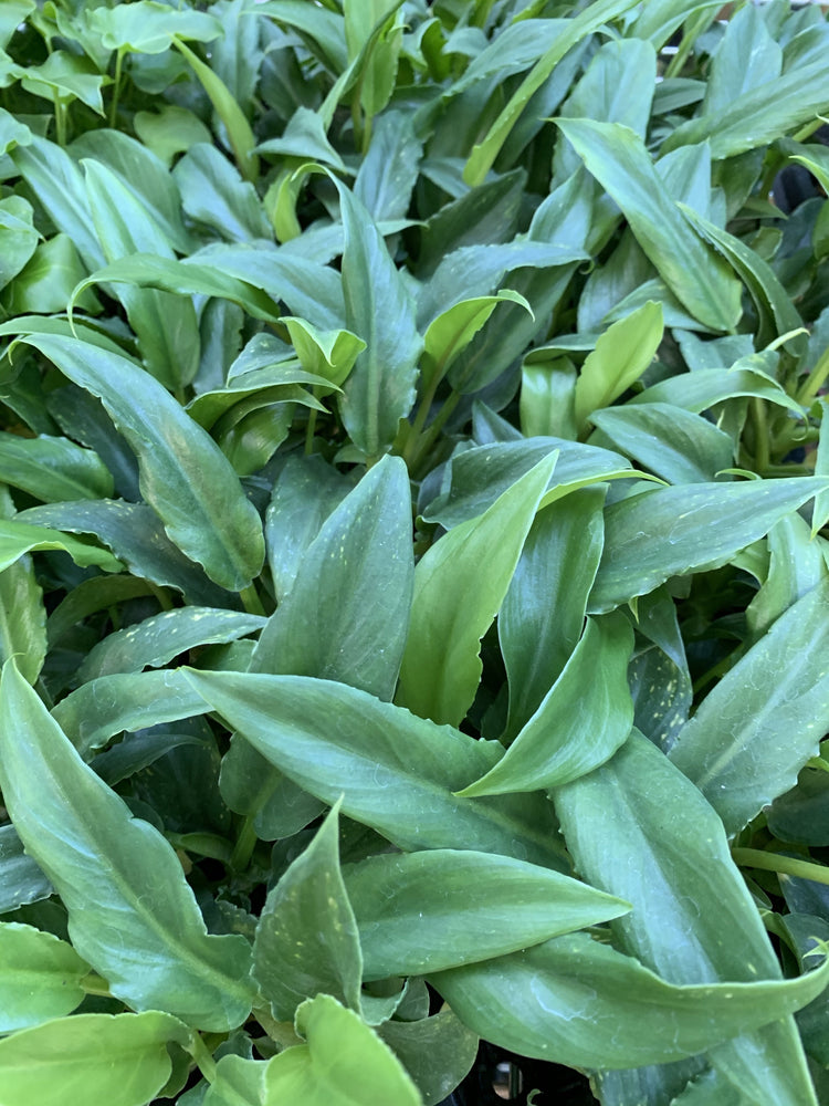 Philodendron "Heather May"