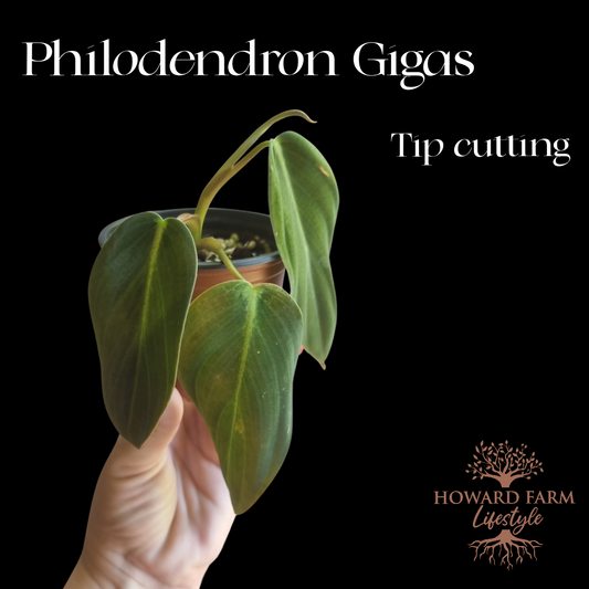 Philodendron Gigas - Tip Cutting