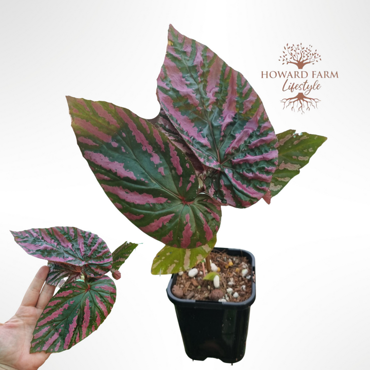 Begonia Brevirimosa