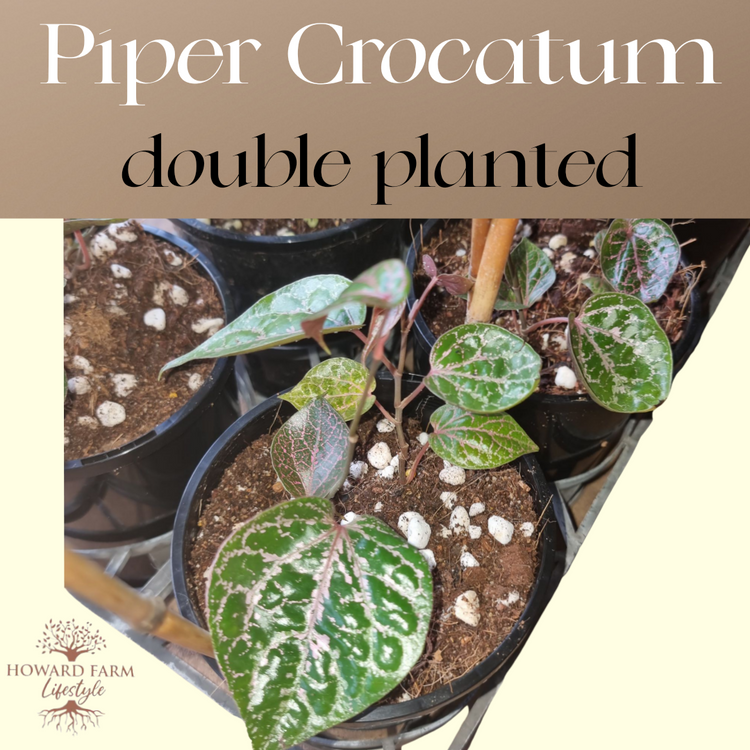 Piper Crocatum