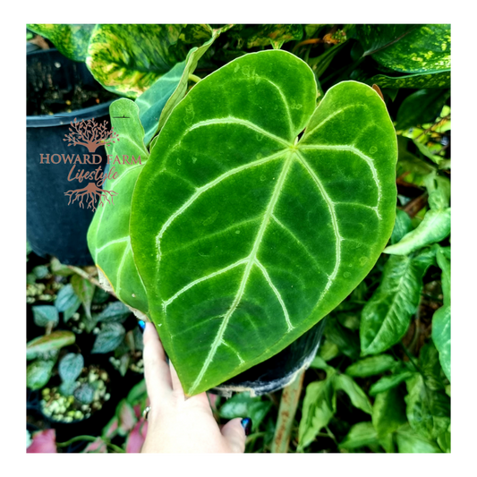 Anthurium Crystallinum Magnificum