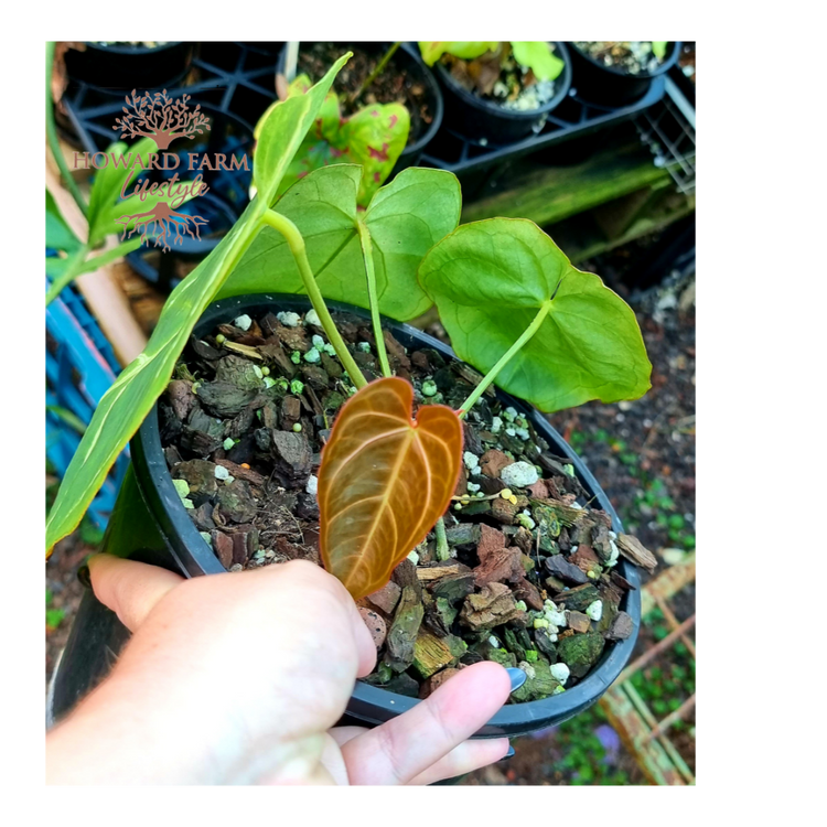 Anthurium Crystallinum Magnificum