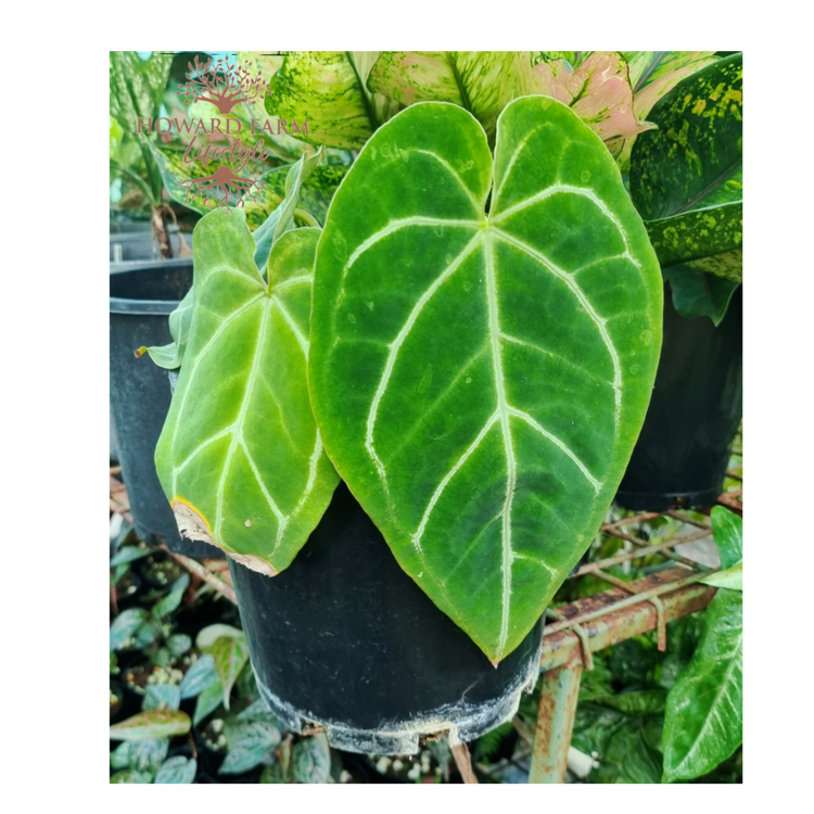 Anthurium Crystallinum Magnificum