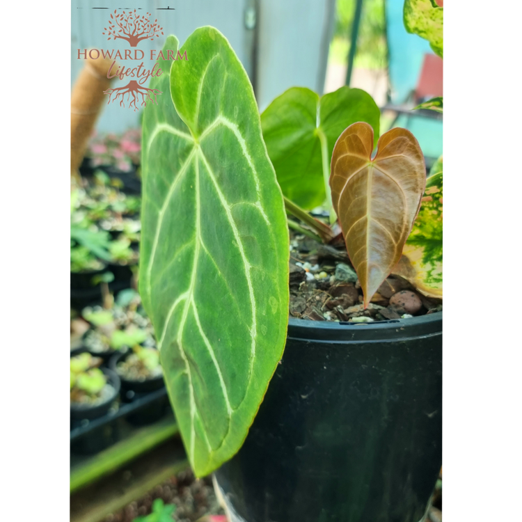 Anthurium Crystallinum Magnificum