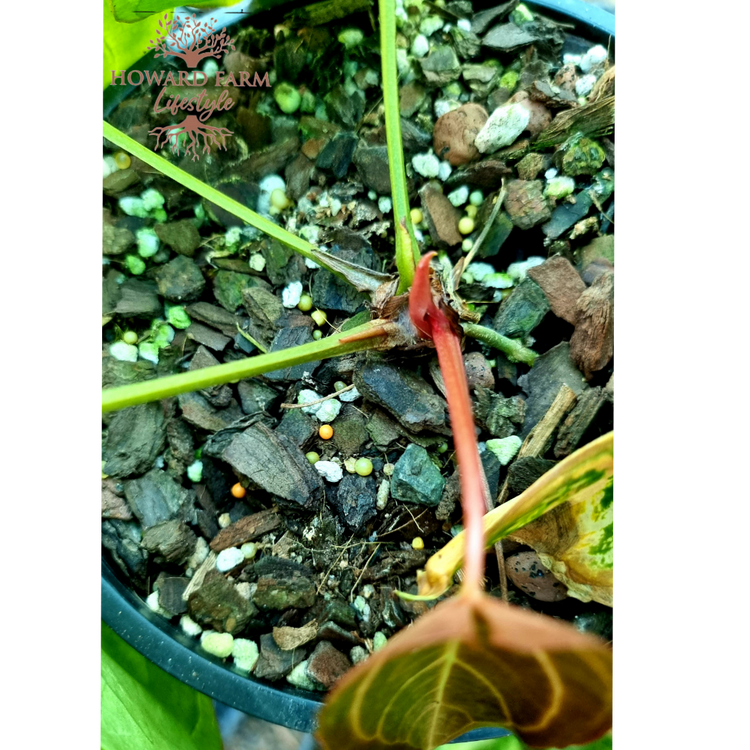 Anthurium Crystallinum Magnificum