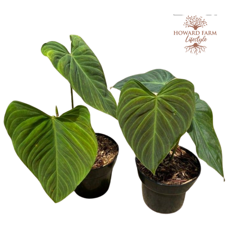 Philodendron Splendid