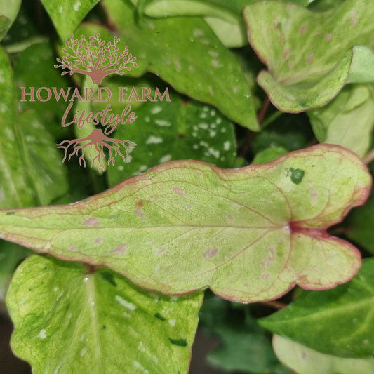 Caladium 'Tie Die'