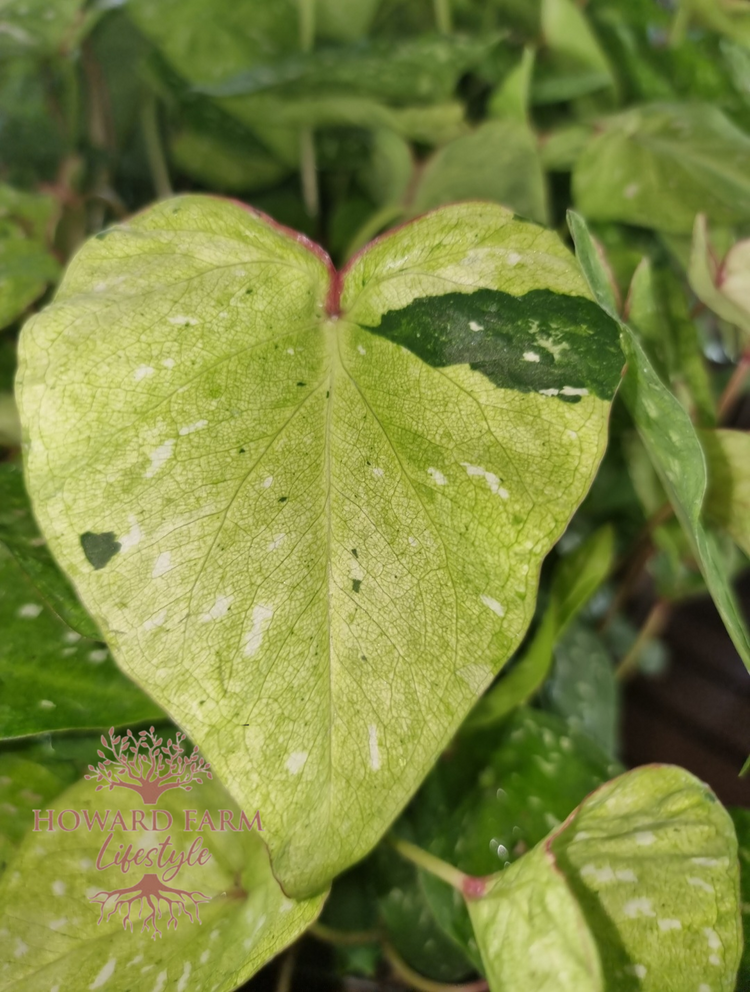 Caladium 'Tie Die'