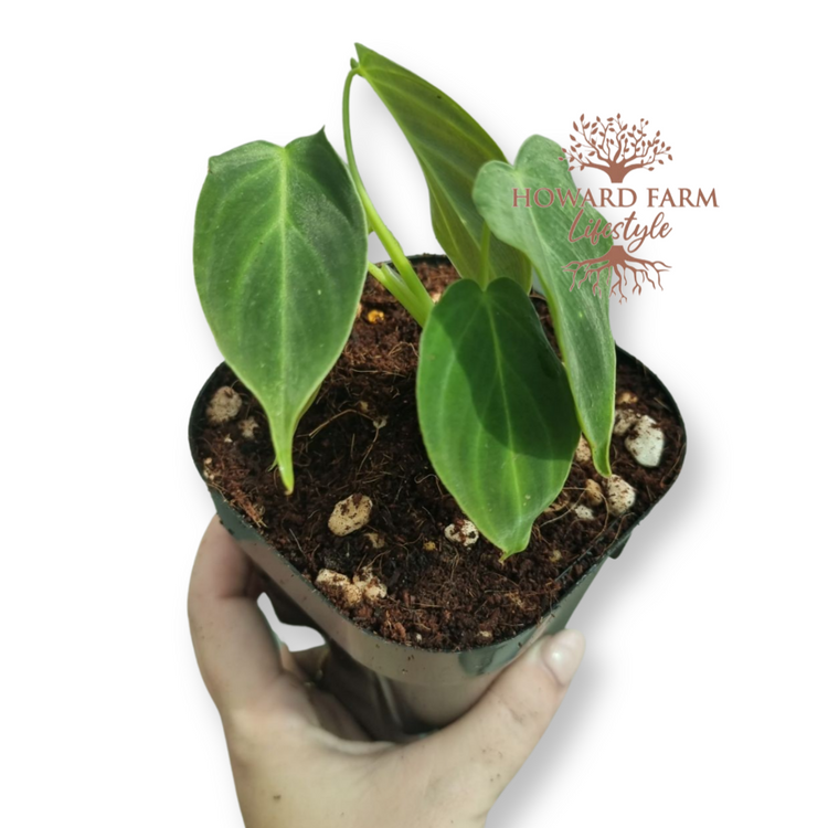 Philodendron Splendid