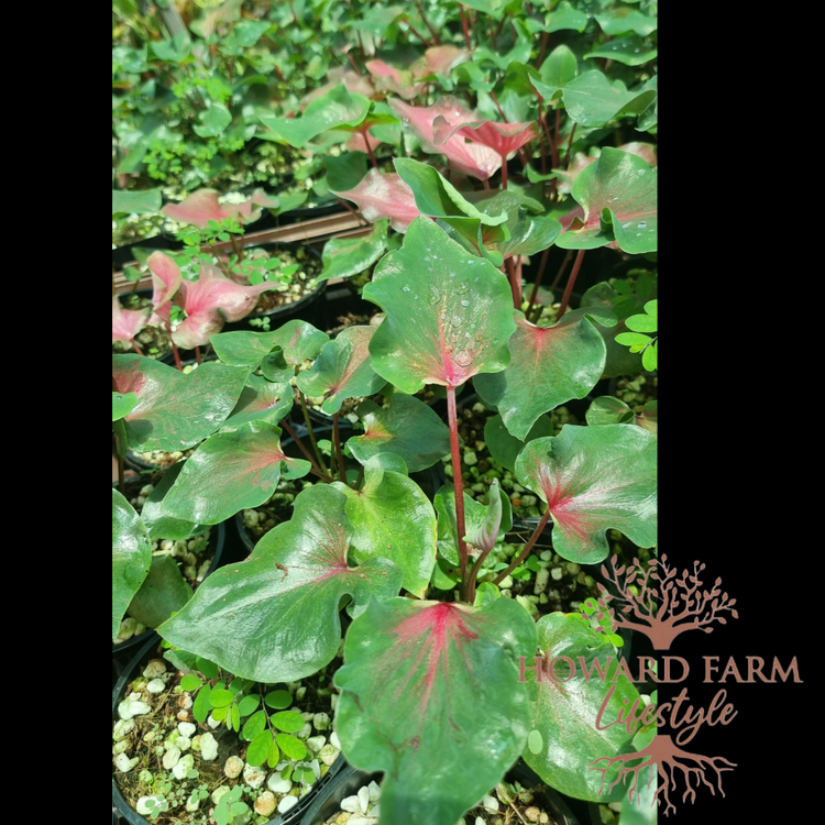 Caladium Flamingo