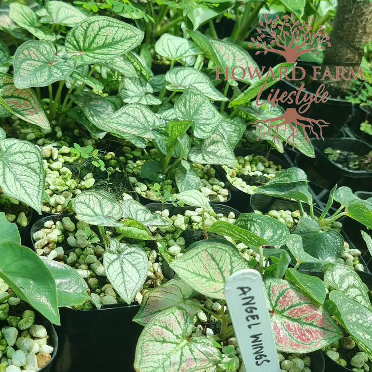 Caladium Debutane 'Angel Wings'