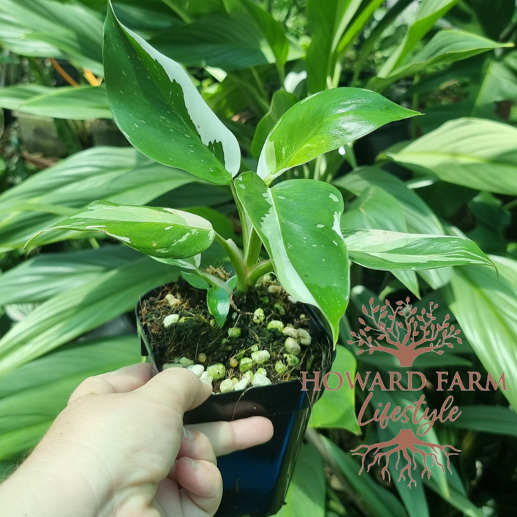 Philodendron White Princess