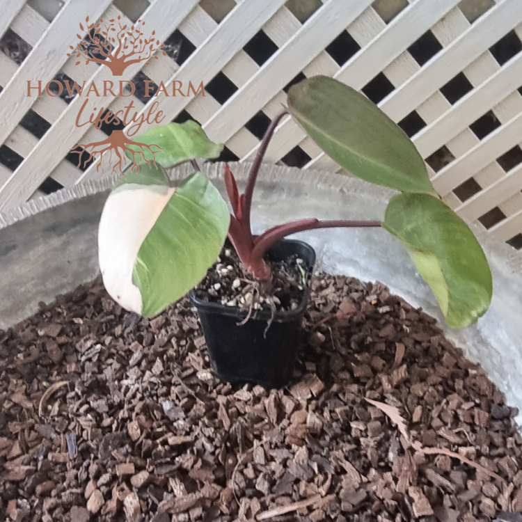 Philodendron Pink Princess