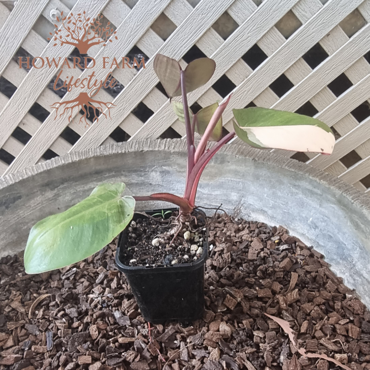 Philodendron Pink Princess