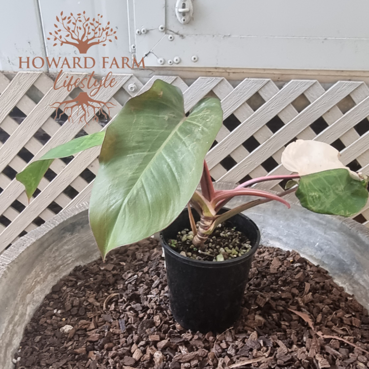 Philodendron Pink Princess