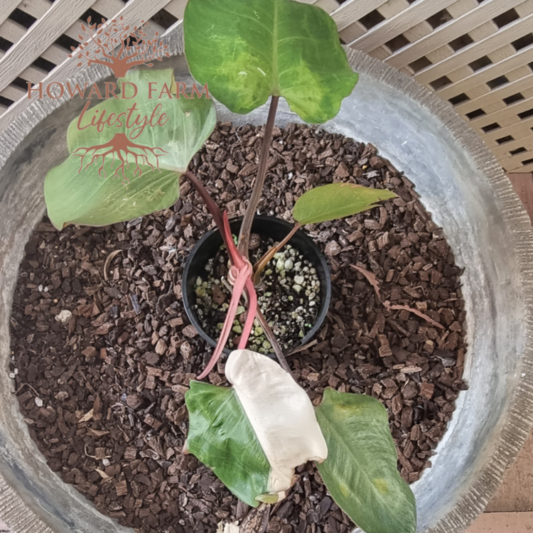 Philodendron Pink Princess