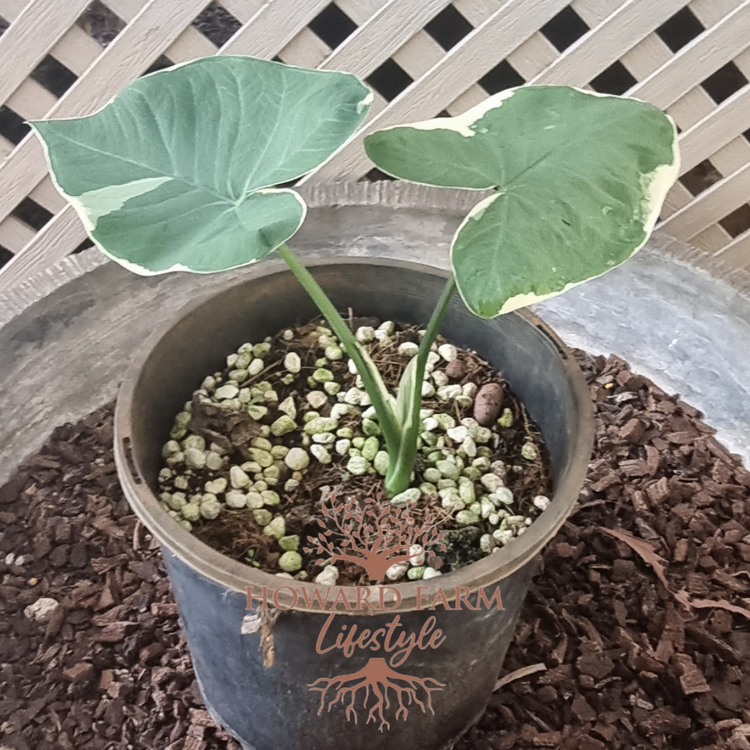 Alocasia Xanthosoma